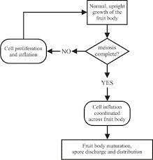 Gravitropism As A Morphogenetic Model