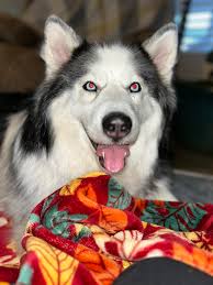 Meet Bear. Our newest Goofy Husky. Thank you AZ Husky Rescue!