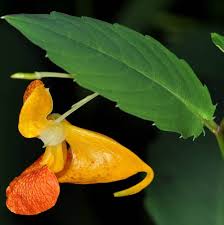 Image result for Impatiens zombensis