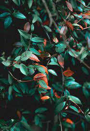 Added 3 months ago by kristian bjornard source: Plant Leaf Blossom And Acanthaceae Hd Photo By Eddie Howell Art Ed On Unsplash Leaves Plants Plant Leaves