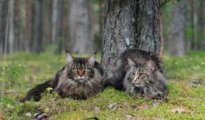 Naming your maine coon cat. Maine Coon Personality Traits Mainecoon Companion