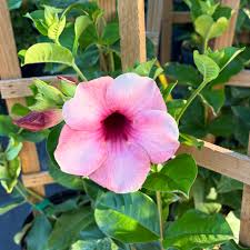 Image result for Allamanda cathartica