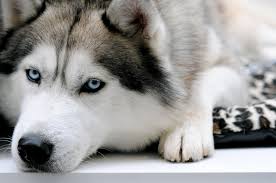 Greenfield puppies has puppies for sale in va! How Siberian Huskies Get Their Piercing Blue Eyes Smart News Smithsonian Magazine