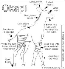 Drawing Of An Okapi Okapi Congo Rainforest Coloring Pages