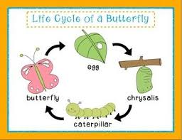 Pin On Great Ideas For Early Childhood Education