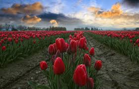 Pin On Skagit Valley Tulip Festival