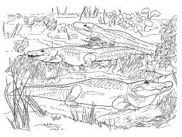 Crocodiles Coloring Pages Coloring Rocks Animal Coloring Pages Coloring Pages Coloring Pages For Kids