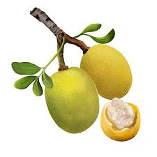 Why satsuma orange trees have thorns. Branch Of Marula Fruit With Leaves Isolated Sclerocarya Birrea Medium Tree Jelly Plum Cat Thorn Morula Cider Tree Marula Maroola Nut Plum Maroela Digital Art Illustration Plant And Fruit Stock Photo Picture