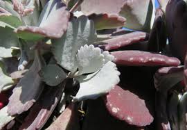 Image result for Kalanchoe brachyloba