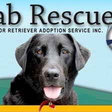 He is good with kids and other dogs. Lab Rescue Ontario Labrescue289 Twitter