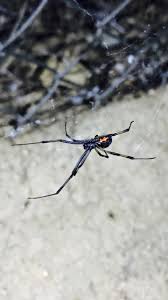 The entertainment landscape underwent a massive change near the end of march 2020. Is This A Black Widow Found In South Africa Whatsthisbug