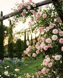 Eva G Contreras On Instagram Pink Roses Under The Tuscan Sun My Eyes Go Southward Again On This Co Romantic Garden Cottage Garden Design Beautiful Flowers