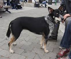 Dog Of The Day Betty The Blue Heeler German Shepherd Cattle Dog Cattle Dogs Mix Australian Cattle Dog