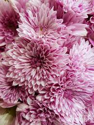Pink And White Chrysanthemum Flowers Trees To Plant Chrysanthemum Flower White Chrysanthemum