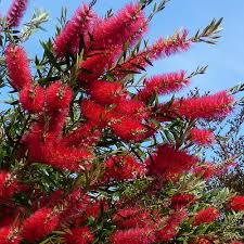 Image result for Callistemon