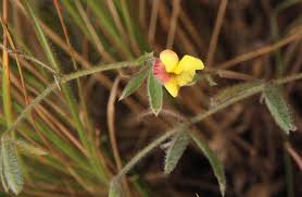 Image result for Pearsonia