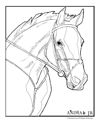 Horse color sheet for kids. Coloring Pages Horses Heads Ribbon Print Coloring Home