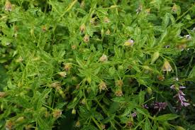 Image result for Hermannia boraginiflora