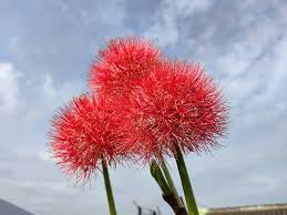Image result for Scadoxus