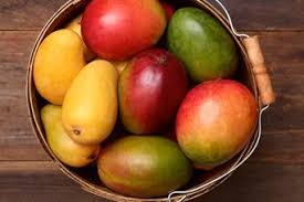Producción y cultivo de Mango