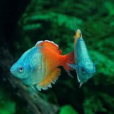 Pin Em Animais Exoticos