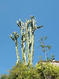 It also goes by the common names the foliage is rudimentary and ephemeral. Royalty Free Tree Euphorbias Photos Pikist