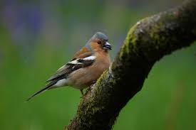 الحسون الظالم او طائر البانسو كل ماتود معرفته حول هذا العصفور طيور العرب Animals Bird