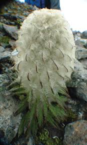 Check spelling or type a new query. Snow Lotus Flower