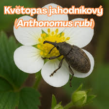 Image result for květopas jahodníkový
