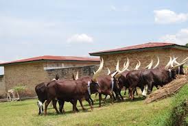 Ankole Cows African Animals Zambia Rwanda