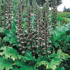 Acanthus Mollis Acanthe A Feuilles Molles Jardin Seco Jardines Cesped