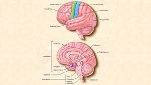 Some of the worksheets displayed are brain structure functions work, human anatomy, brain anatomy work, whats in your brain, brain and the nervous system work, nervous system work, the brain, anatomy of the brain. Mapping The Brain