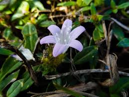 We did not find results for: Florida Wildflower Flower Bloom Flowers Flora Garden Florida Lavender Purple Pastel Plant Pikist