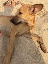 Can someone help transport a rescued dog from Bangalore to Germany?