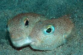 Ikan buntal adalah salah satu ikan yang banyak dijadikan sebagai ikan hias karena memiliki bentuk yang lucu. Ikan Buntal Mongabay Co Id