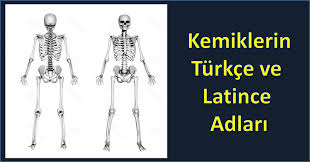 Turkce Latince Kemikler Sayfasi Dr Erbil Oguz