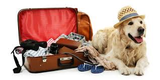 Moving To Belgium With Your Pet Removal In Belgium