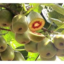 Kiwi fruit also helps in enhancing the respiratory system of the body. Well Watered Red Kiwi Plant For Fruits Rs 745 Plant Rudra Agro Nursery Id 20584204788