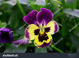 Image result for Violaceae