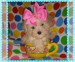 Looking for a maltipoo puppy for sale? Maltipoo Puppies For Sale In Oregon Usa Page 1 10 Per Page Puppyfinder Com