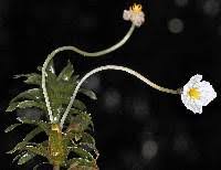 Image result for Hydrocharitaceae