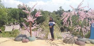 Bagi wisatawan yang belum pernah ke kedua. Taman Sakura Bernuansa Jepang Ramai Dikunjungi Masyarakat