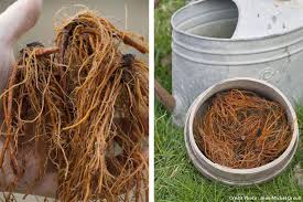 3 Traitements Doux Pour Le Jardin A Fabriquer Soi Meme Jardins Astuce Jardin Astuce Jardinage