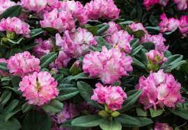 Daylilies are hardy in zones 3 to 9. Shade Plants For Year Round Interest Evergreen Shade Plants For Zone 9 Gardens