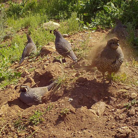 Dust bathing