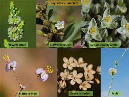 Image result for Hypertelis salsoloides