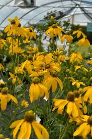 Image result for Hunteria congolana