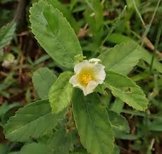 Image result for Sida rhombifolia