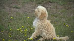 The following missing and found pets are listed at www.helpinglostpets.com/v2. Mfp5q3lwvsaljm