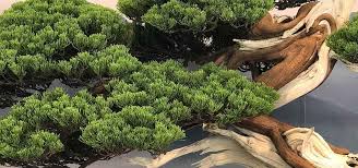 Dead leaves should be removed directly as they can spread diseases if left to decay. 5 Tips For Better Junipers Bonsai Tree Pty Ltd